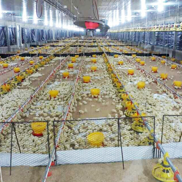 Steel structure chicken farm one stop service in China