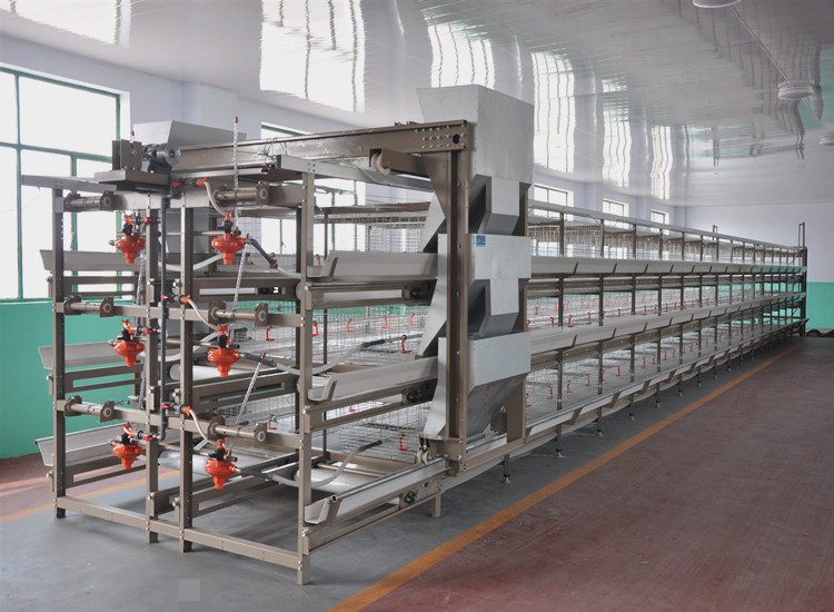 H Type Automated Broiler Cage system