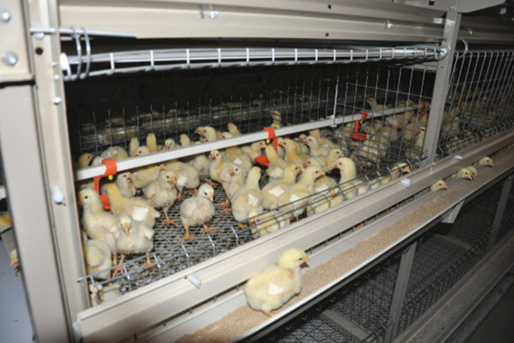 H Type Automated Broiler Cage system