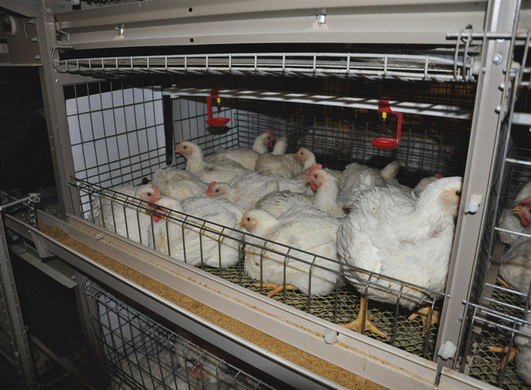 H Type Automated Broiler Cage system