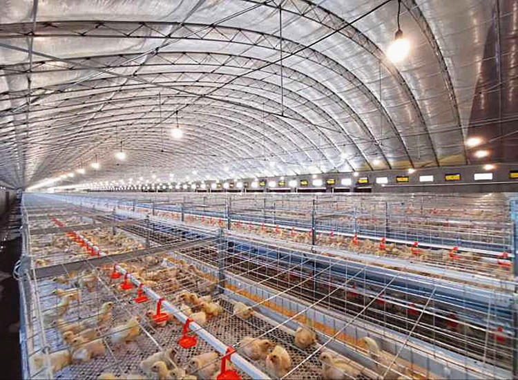 H Type Automated Broiler Cage system