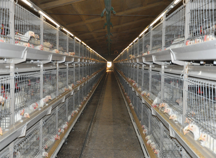 H Type Automated Broiler Cage system