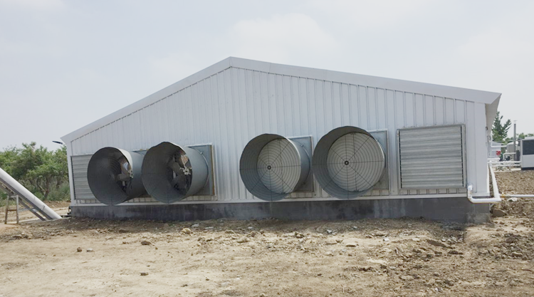 Steel frame poultry farming shed for 20000 birds