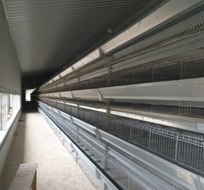 Top one Ghana layer chicken farm house with chicken equipment project