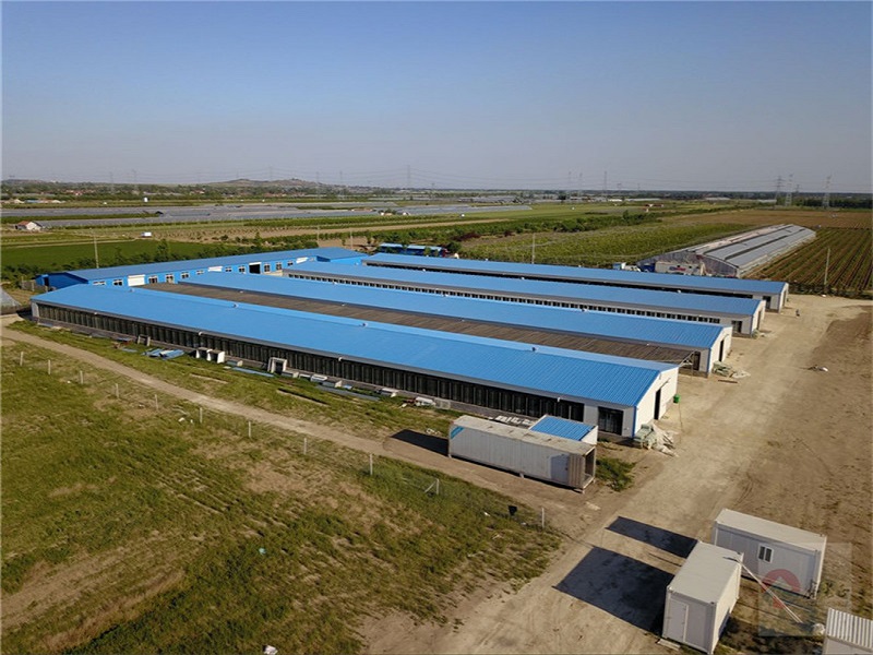 Prefabricated steel structure poultry farm for broiler