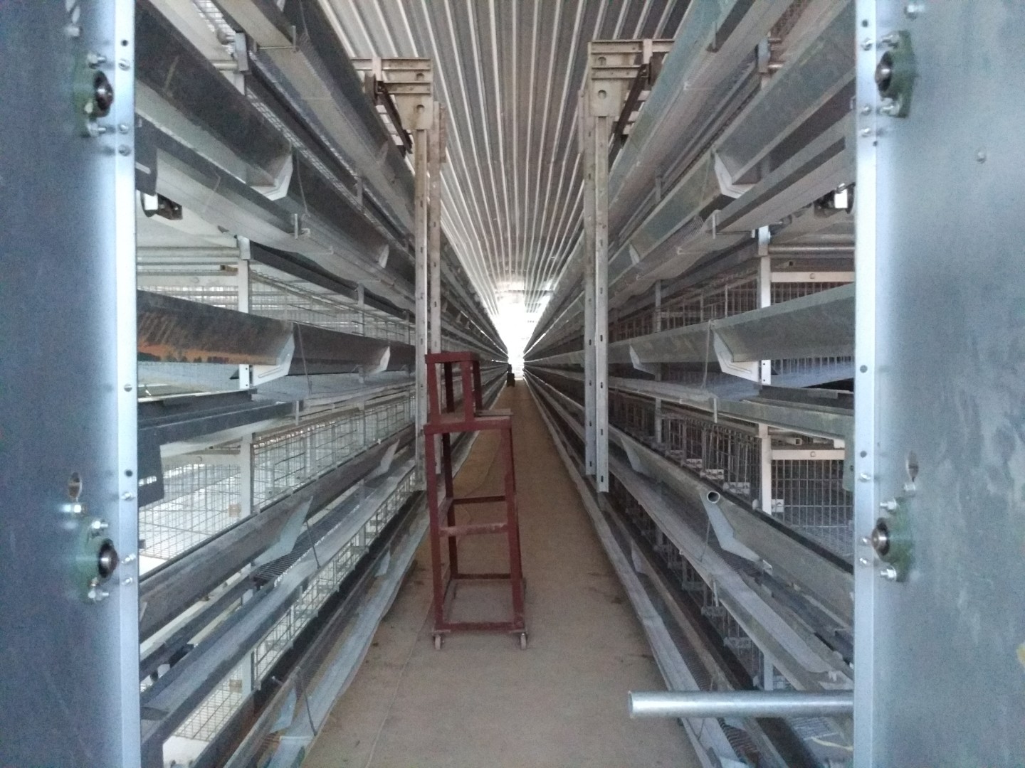 Steel poultry farming shed for 50000 Layer chickens