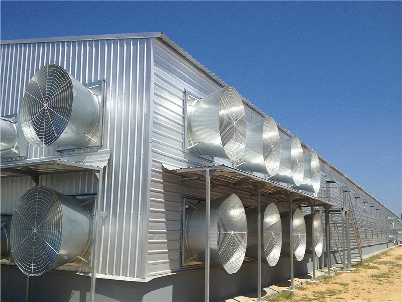 Large scale poultry chicken farm for broiler