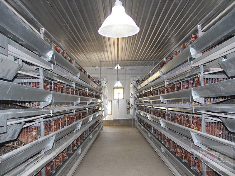 Large scale poultry chicken farm for broiler