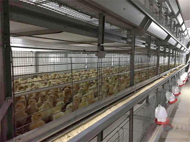 Large scale poultry chicken farm for broiler